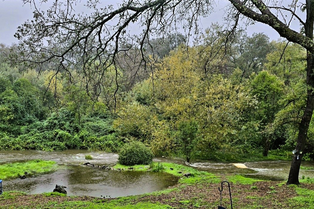 backyard full
