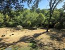 summer backyard